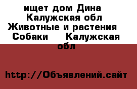 ищет дом Дина - Калужская обл. Животные и растения » Собаки   . Калужская обл.